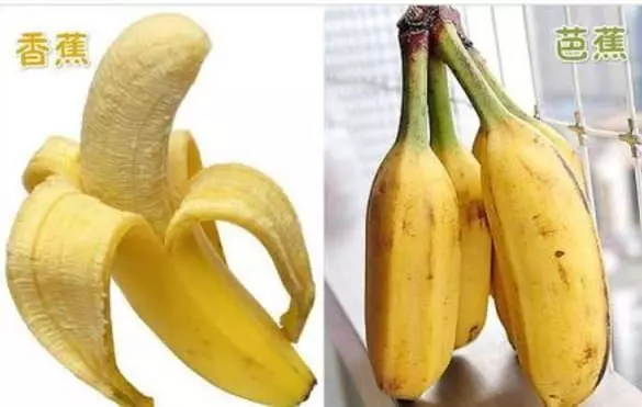 香蕉和芭蕉長得很像,營養卻差很多!!你吃對了嗎?