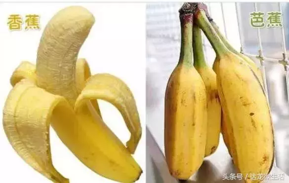 香蕉和芭蕉長得很像,營養卻差很多!!你吃對了嗎?