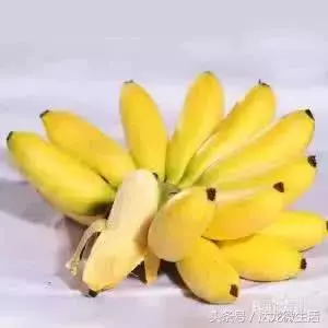 香蕉和芭蕉長得很像,營養卻差很多!!你吃對了嗎?