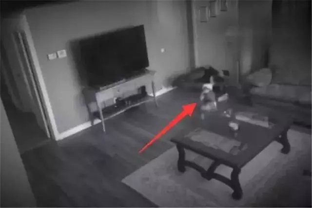 女主人被狗狗保護,鬥牛犬制服壞人救下主人,五種保護女生的萌犬