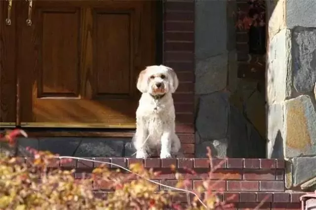 女主人被狗狗保護,鬥牛犬制服壞人救下主人,五種保護女生的萌犬