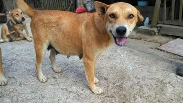 女主人被狗狗保護,鬥牛犬制服壞人救下主人,五種保護女生的萌犬