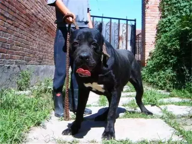 女主人被狗狗保護,鬥牛犬制服壞人救下主人,五種保護女生的萌犬
