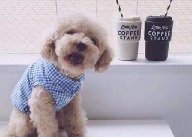 女主人被狗狗保護,鬥牛犬制服壞人救下主人,五種保護女生的萌犬