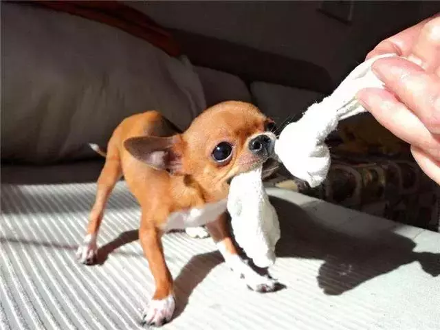 女主人被狗狗保護,鬥牛犬制服壞人救下主人,五種保護女生的萌犬