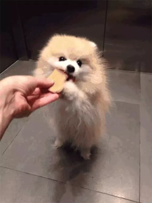 女主人被狗狗保護,鬥牛犬制服壞人救下主人,五種保護女生的萌犬