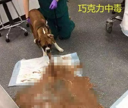 隨手扔的話梅,竟差點要了狗命,不注意飲食細節會害了你的狗