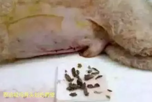 隨手扔的話梅,竟差點要了狗命,不注意飲食細節會害了你的狗
