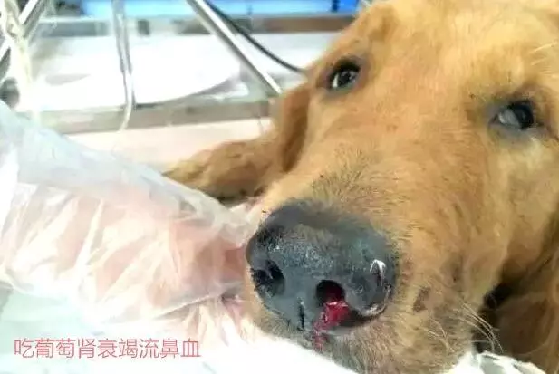 隨手扔的話梅,竟差點要了狗命,不注意飲食細節會害了你的狗