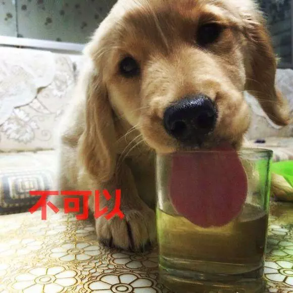 隨手扔的話梅,竟差點要了狗命,不注意飲食細節會害了你的狗