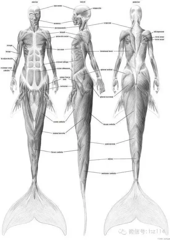 美人魚到底是什麼生物?揭秘美人魚之謎