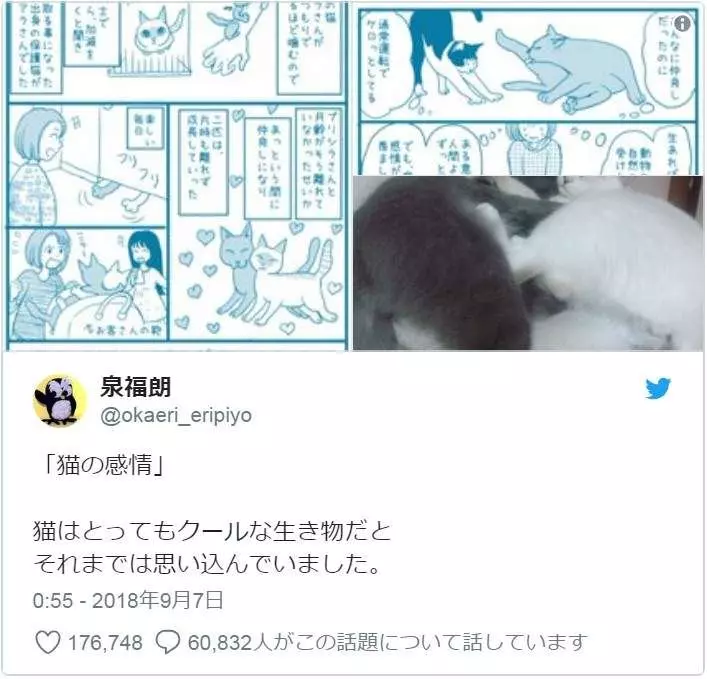 有洋蔥《貓的感情》常被誤解為冷酷的貓咪 或許比人類還重感情..