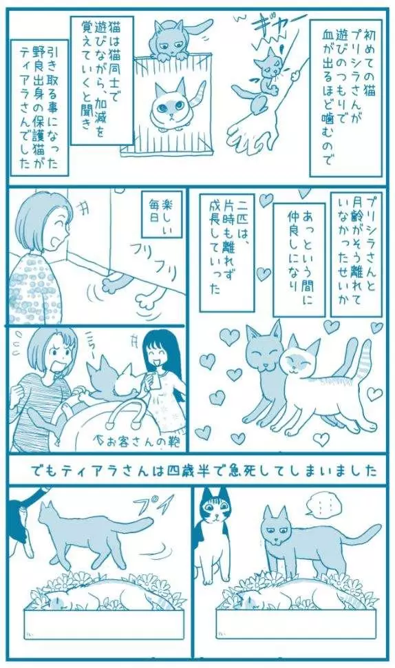 有洋蔥《貓的感情》常被誤解為冷酷的貓咪 或許比人類還重感情..