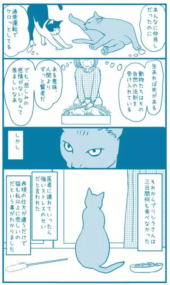 有洋蔥《貓的感情》常被誤解為冷酷的貓咪 或許比人類還重感情..