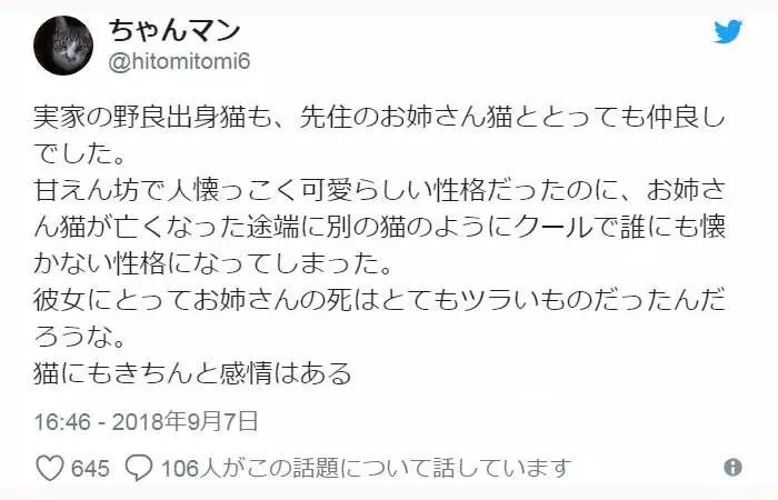 有洋蔥《貓的感情》常被誤解為冷酷的貓咪 或許比人類還重感情..