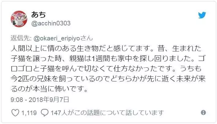 有洋蔥《貓的感情》常被誤解為冷酷的貓咪 或許比人類還重感情..