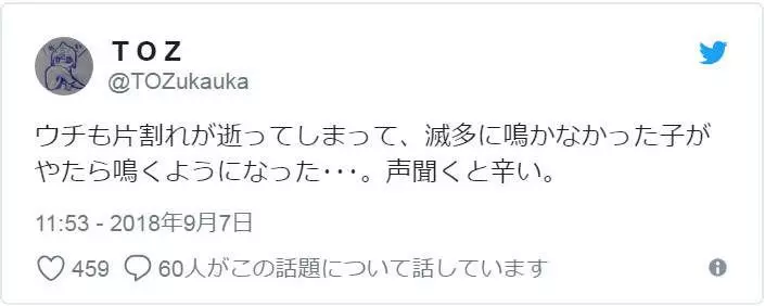 有洋蔥《貓的感情》常被誤解為冷酷的貓咪 或許比人類還重感情..