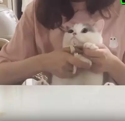 主人先禮後兵,抓住貓咪的小手要給它剪指甲,貓咪默默地抽回小手