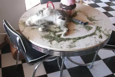 有木天蓼的寵主們注意了,請將它放在貓咪們觸及不到的地方!