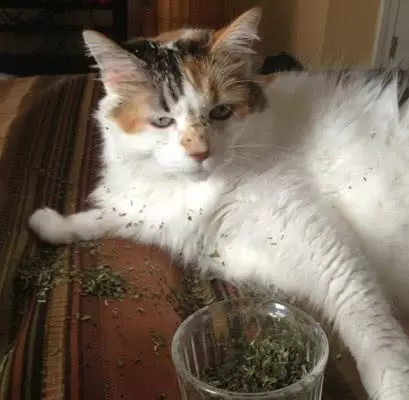 有木天蓼的寵主們注意了,請將它放在貓咪們觸及不到的地方!