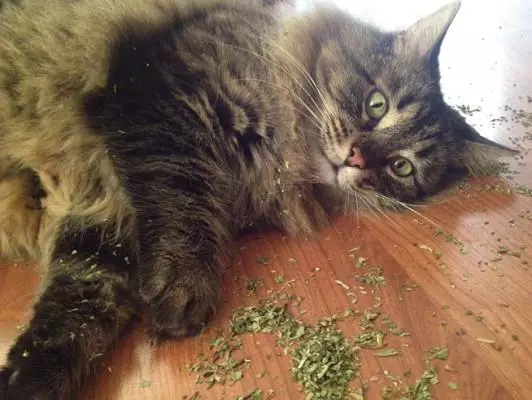 有木天蓼的寵主們注意了,請將它放在貓咪們觸及不到的地方!