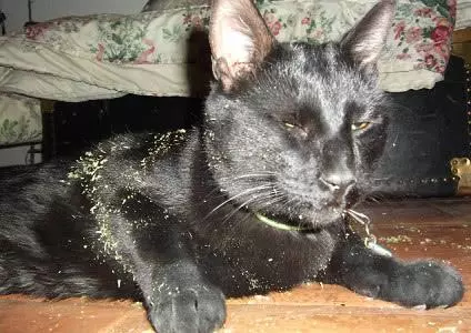 有木天蓼的寵主們注意了,請將它放在貓咪們觸及不到的地方!