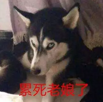 哈士奇媽媽嫌帶孩子太累,竟然把寶寶都叼到了鄰居家……