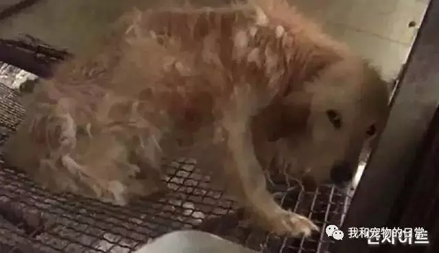 金毛被主人當做繁殖機器賺錢,當好心人將它救出時僅僅只有16斤了!