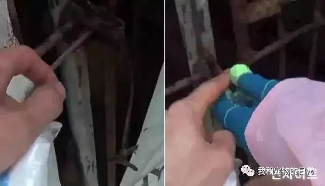 金毛被主人當做繁殖機器賺錢,當好心人將它救出時僅僅只有16斤了!