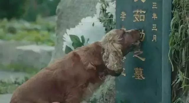 我們為什麼愛狗?那些「恨」狗人士永遠不會懂