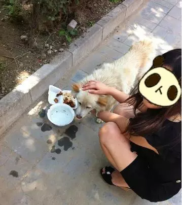 混血薩摩耶被棄在外流浪3年,一心想回家,卻不知主人已養另一隻