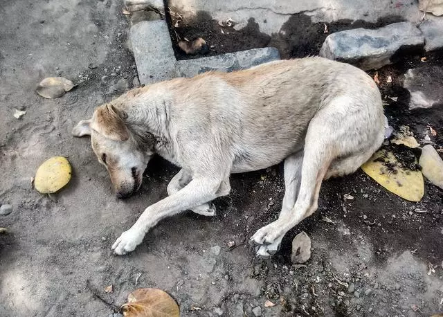 對不起,請你下輩子別再做一隻——中華田園犬