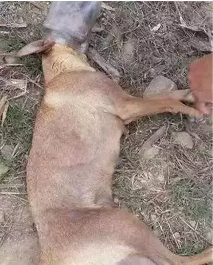 對不起,請你下輩子別再做一隻——中華田園犬