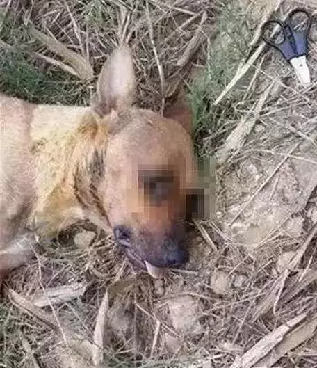 對不起,請你下輩子別再做一隻——中華田園犬