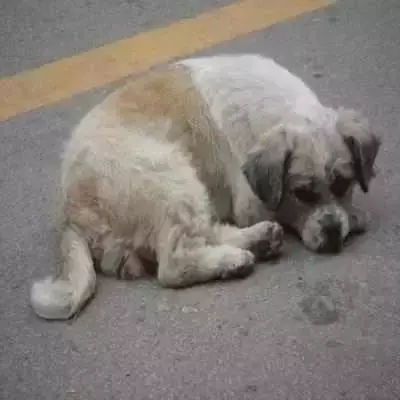 對不起,請你下輩子別再做一隻——中華田園犬