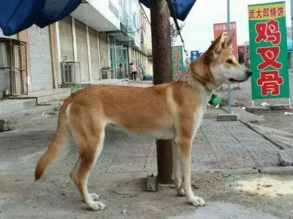 對不起,請你下輩子別再做一隻——中華田園犬