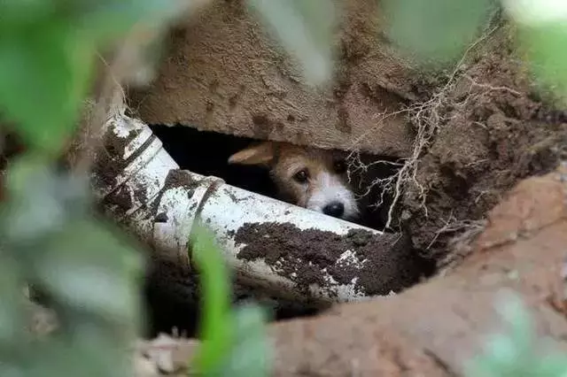 對不起,請你下輩子別再做一隻——中華田園犬