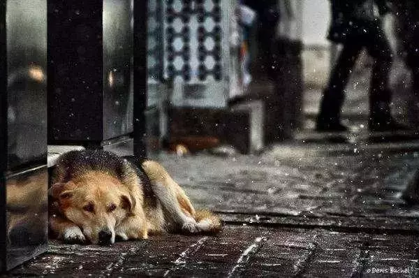 對不起,請你下輩子別再做一隻——中華田園犬