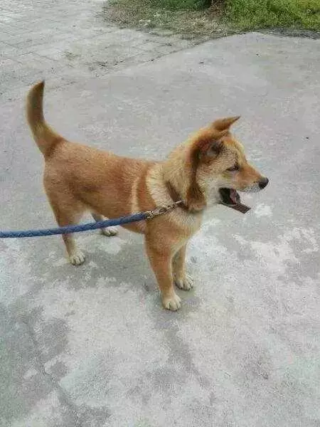 對不起,請你下輩子別再做一隻——中華田園犬