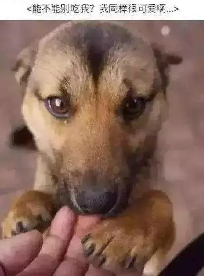 對不起,請你下輩子別再做一隻——中華田園犬