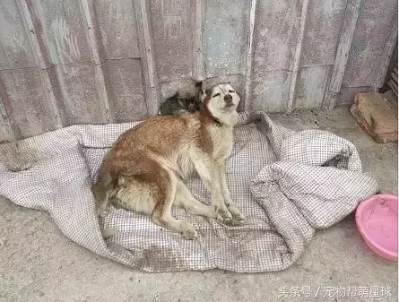 狗寶寶一直守著癱瘓的媽媽,不停流淚的模樣看著讓人心痛