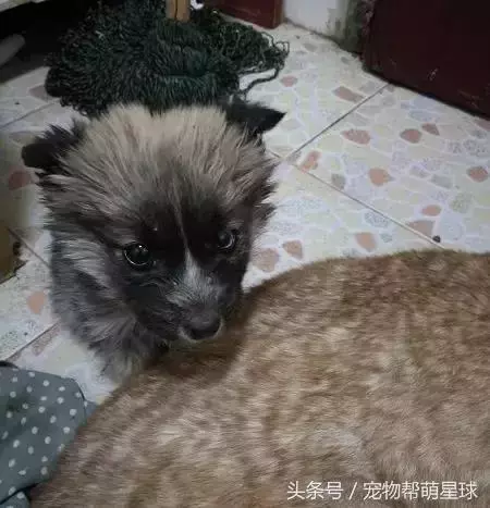 狗寶寶一直守著癱瘓的媽媽,不停流淚的模樣看著讓人心痛