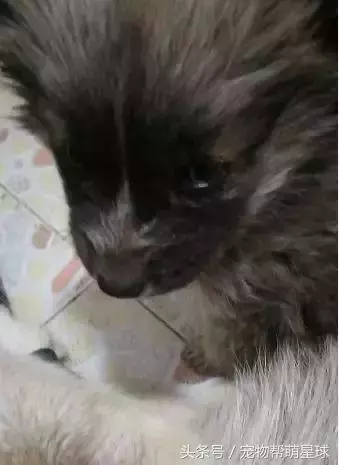 狗寶寶一直守著癱瘓的媽媽,不停流淚的模樣看著讓人心痛