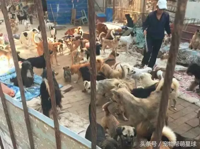 狗寶寶一直守著癱瘓的媽媽,不停流淚的模樣看著讓人心痛