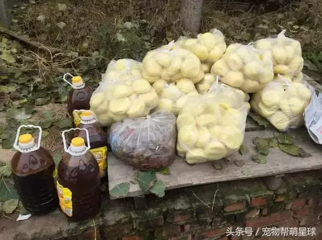 狗寶寶一直守著癱瘓的媽媽,不停流淚的模樣看著讓人心痛