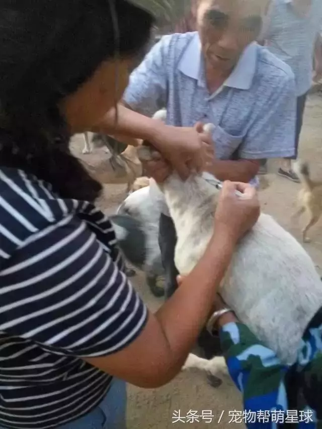 狗寶寶一直守著癱瘓的媽媽,不停流淚的模樣看著讓人心痛