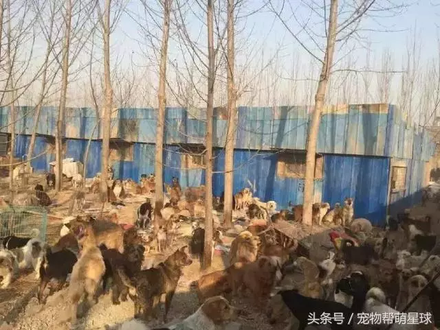 狗寶寶一直守著癱瘓的媽媽,不停流淚的模樣看著讓人心痛
