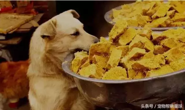 狗寶寶一直守著癱瘓的媽媽,不停流淚的模樣看著讓人心痛