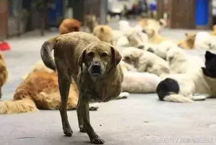 狗寶寶一直守著癱瘓的媽媽,不停流淚的模樣看著讓人心痛
