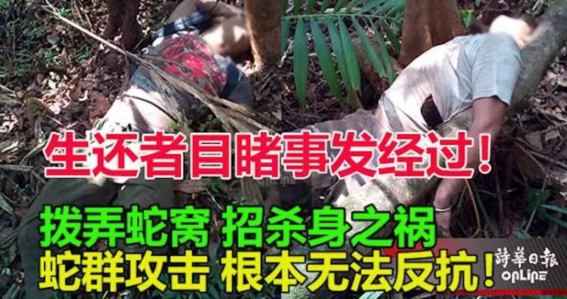 【蛇咬死2男案】生還者目睹事發經過!撥弄蛇窩招殺身之禍, 蛇群攻擊根本無法反抗!